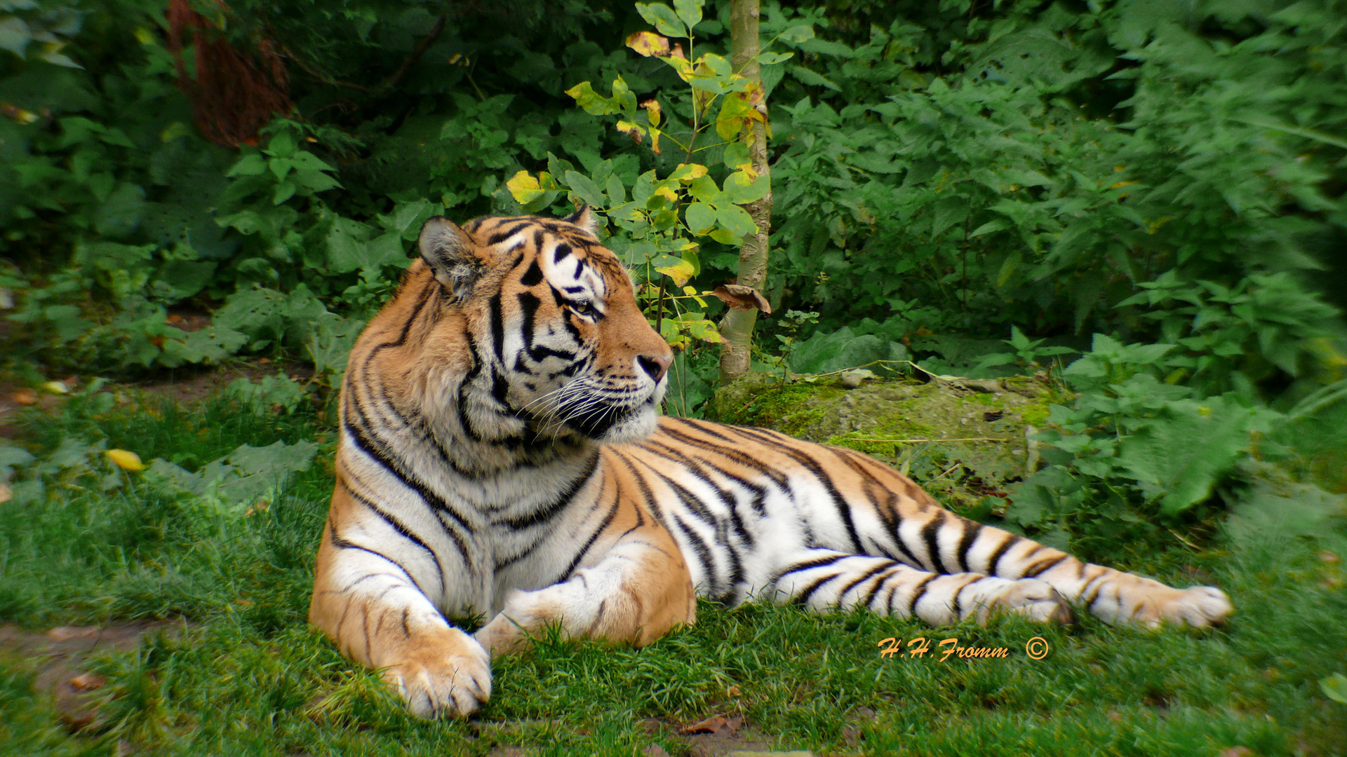 Tiger im Zoo Leipzig , Bild 2