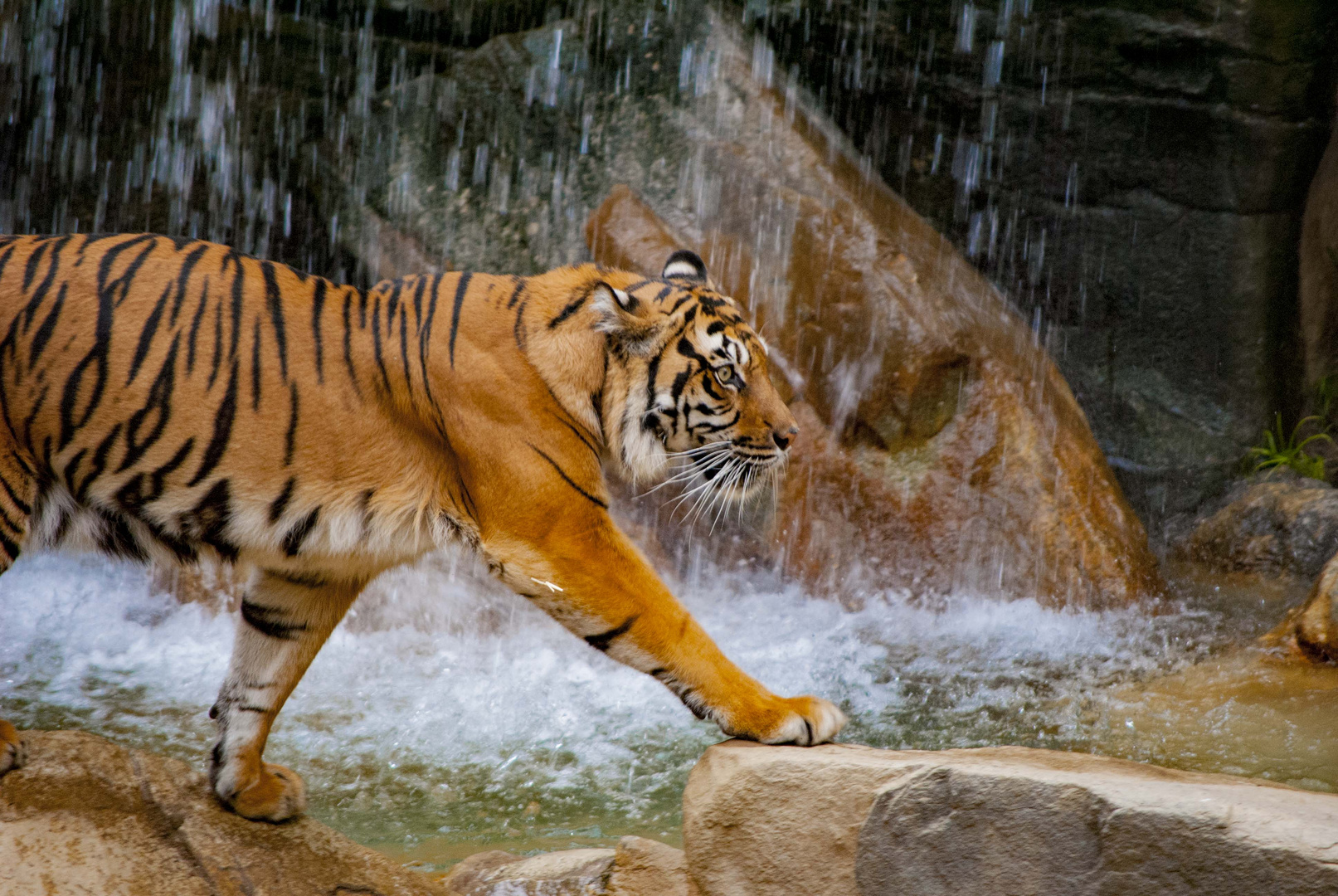 Tiger im Zoo, Los Angeles