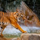 Tiger im Zoo, Los Angeles