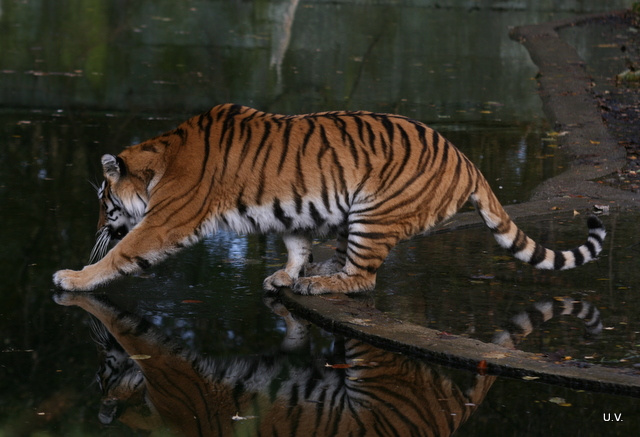 Tiger im Zoo München Foto & Bild | tiere, zoo, wildpark & falknerei, säugetiere Bilder auf ...