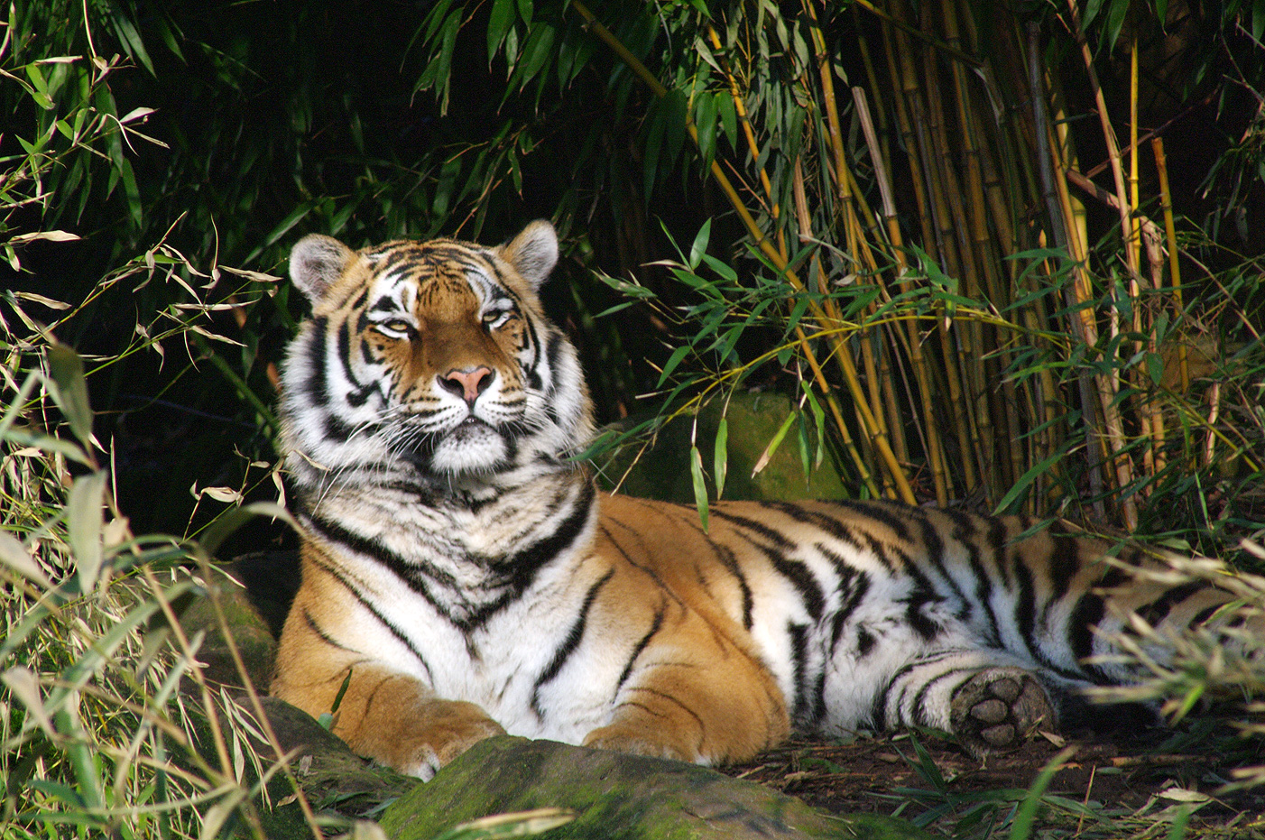 Tiger im Zoo Münster