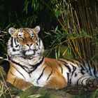 Tiger im Zoo Münster