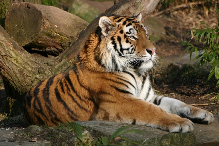 Tiger im Zoo Münster