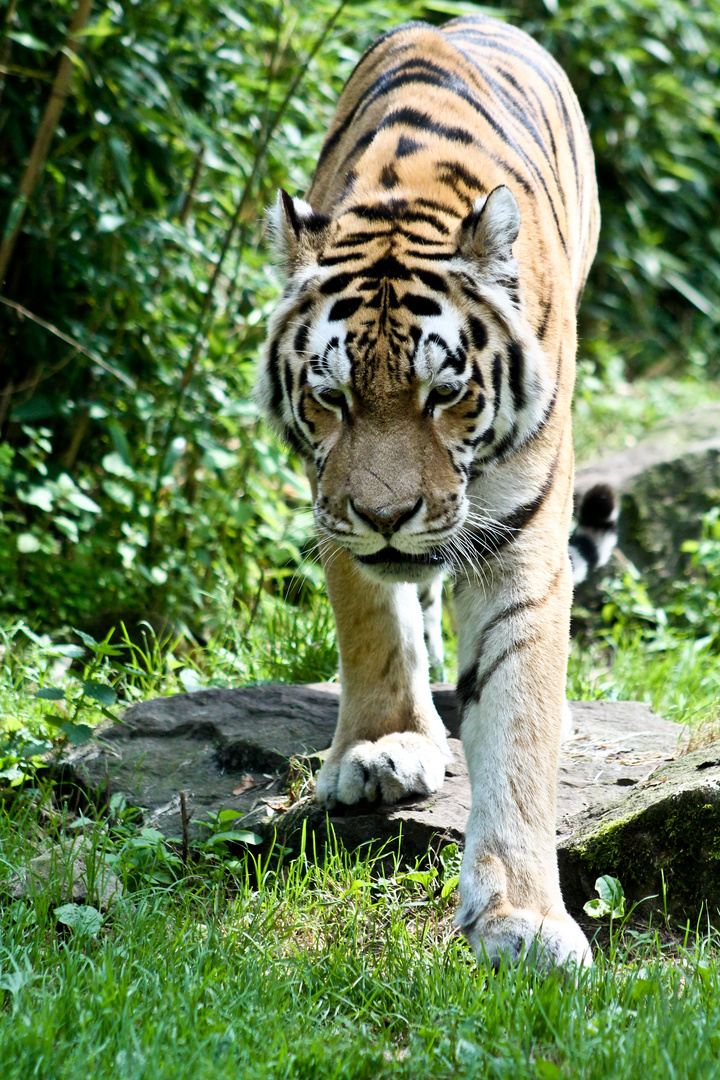 Tiger im Zoo Münster