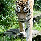 Tiger im Zoo Münster