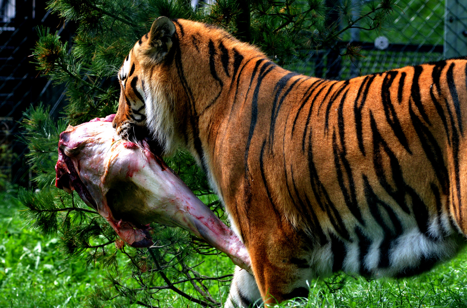 Tiger im Zoo Neuwied