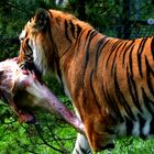 Tiger im Zoo Neuwied