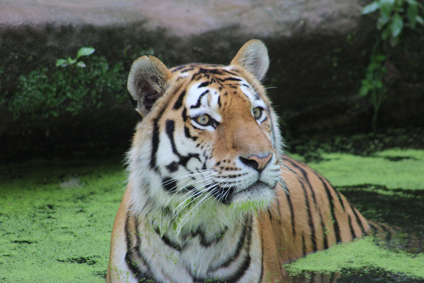 Tiger im Zoo Nürnberg