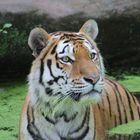Tiger im Zoo Nürnberg