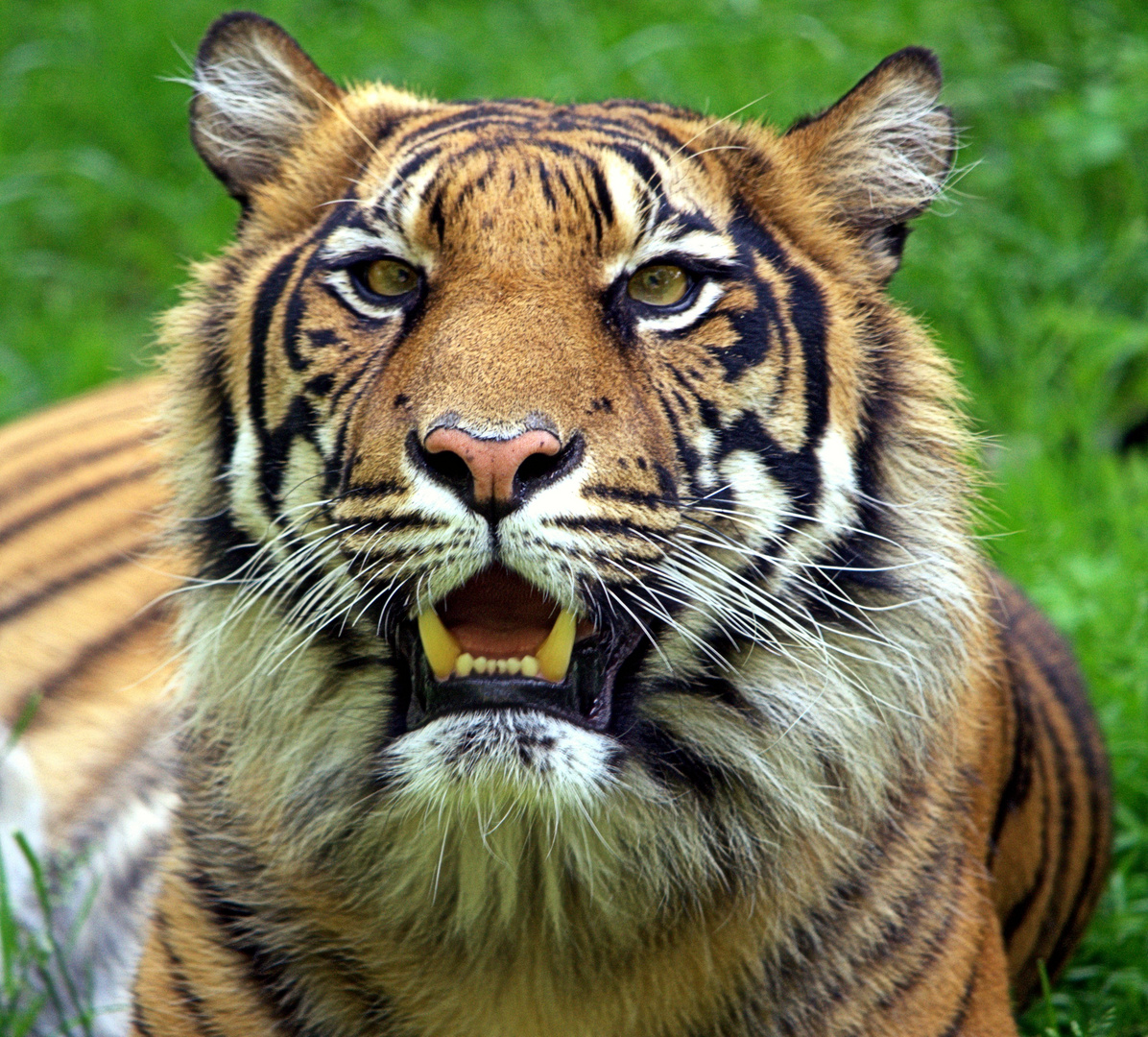 Tiger im Zoo Rheine