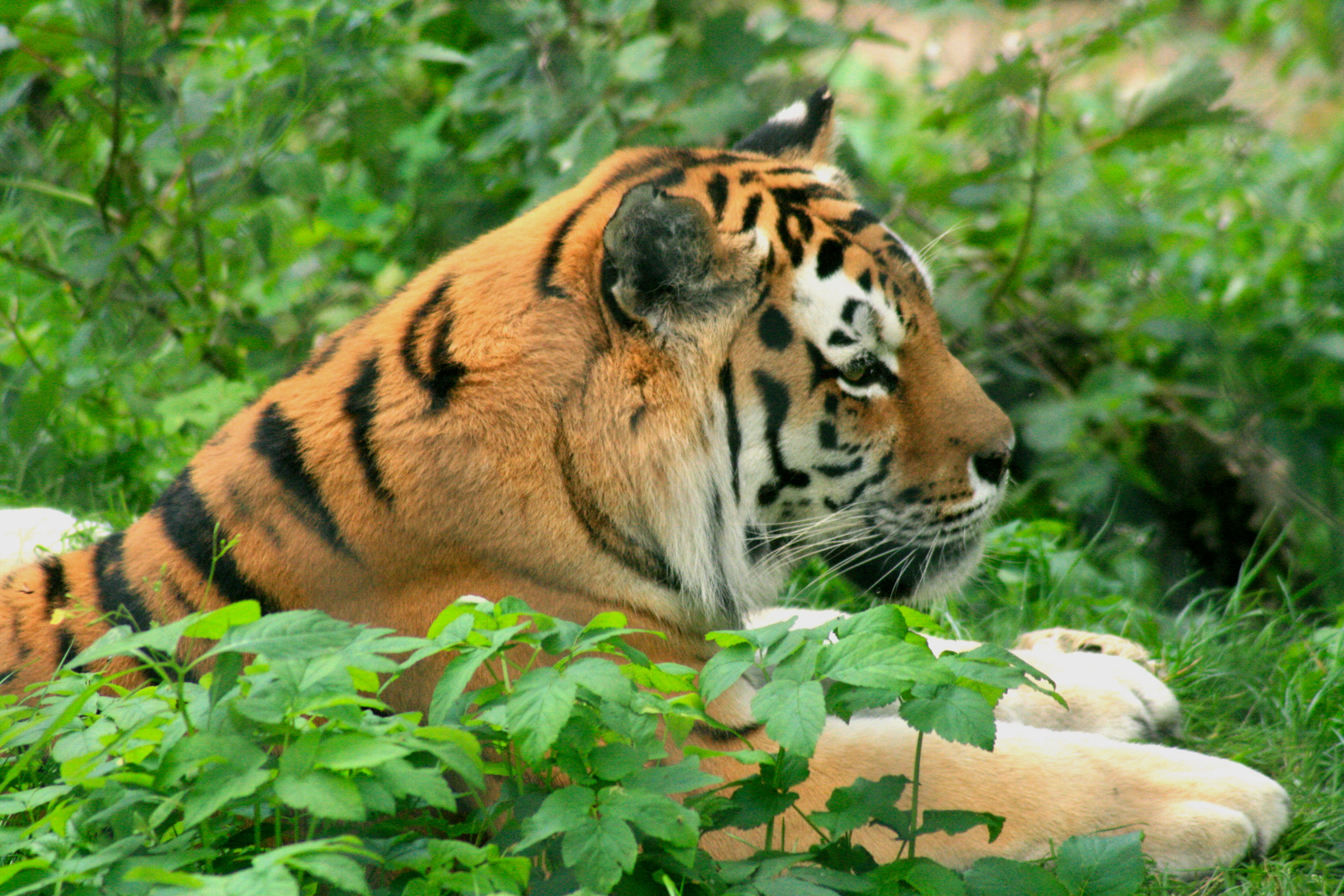 Tiger im Zoo Schwerin