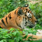 Tiger im Zoo Schwerin