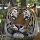 Tiger im Zoo Stöckheim