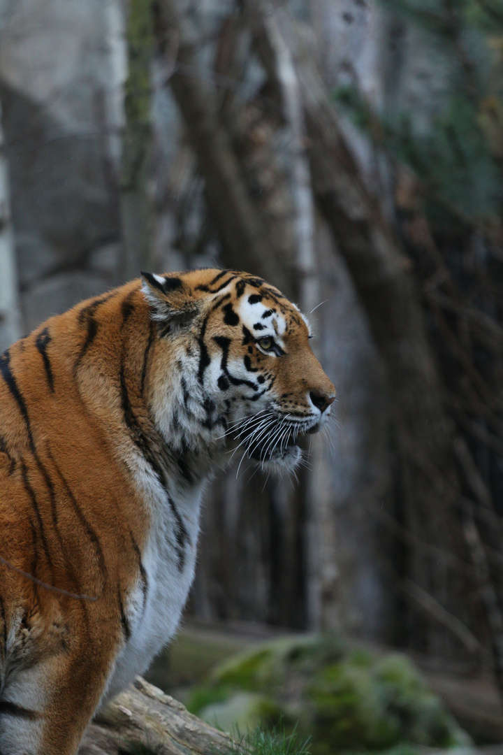 Tiger im Zoo von Leipzig