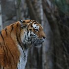 Tiger im Zoo von Leipzig