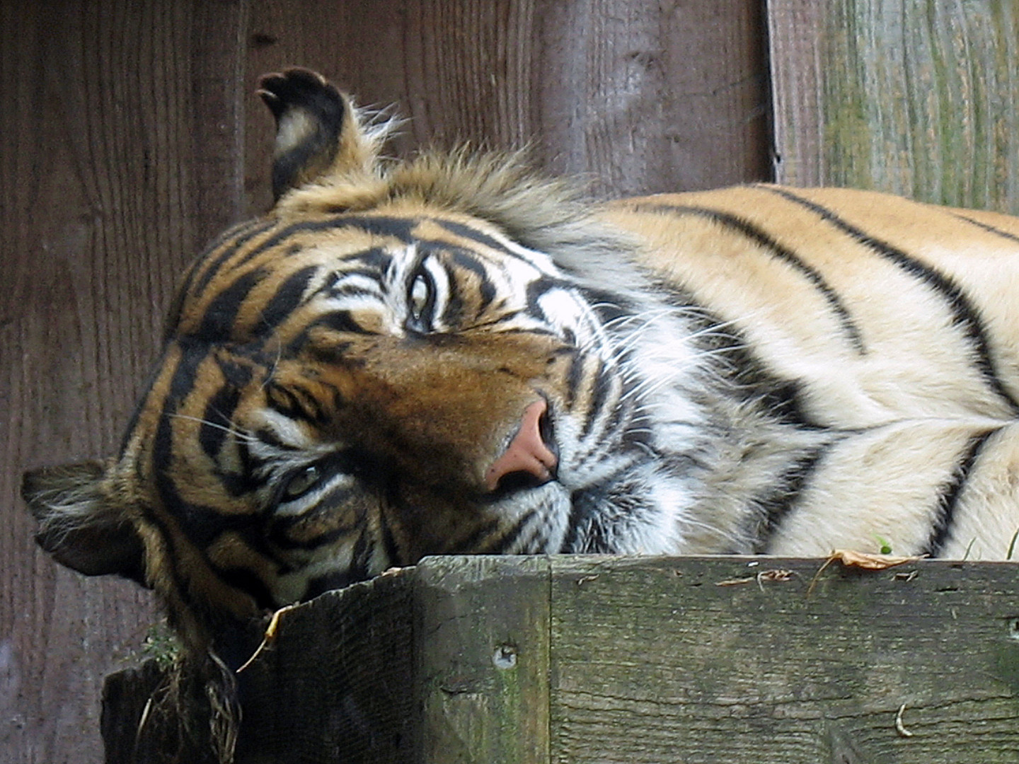 Tiger im Zoo von London