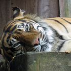 Tiger im Zoo von London