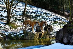 Tiger im Zoo Wuppertal