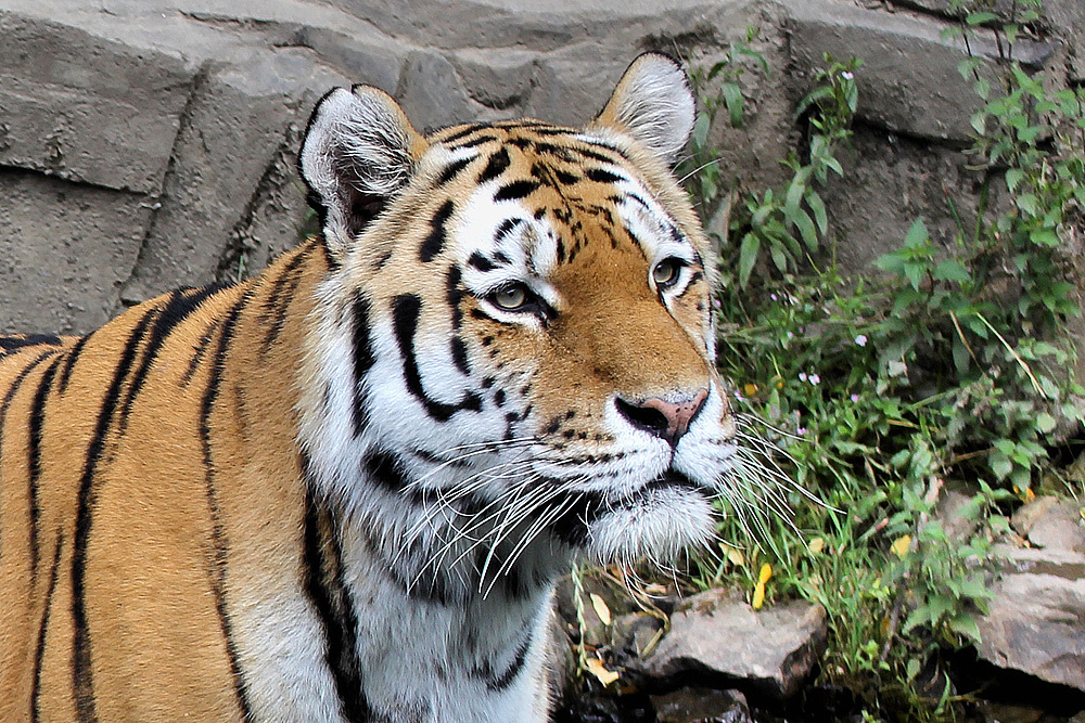 Tiger im Zoo Wuppertal