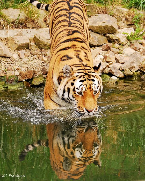 Tiger im Zoo Wuppertal beim Baden