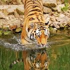 Tiger im Zoo Wuppertal beim Baden