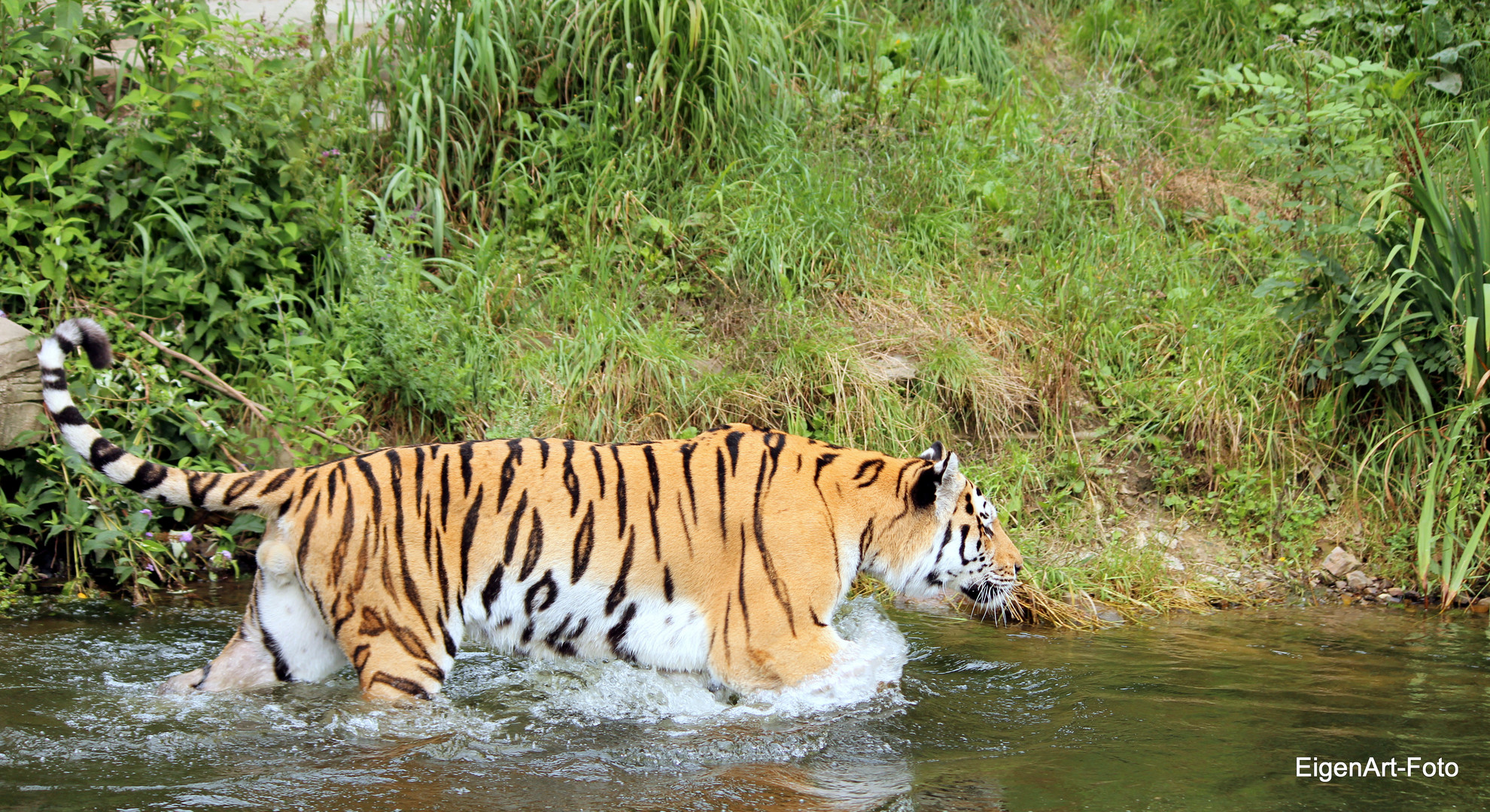 Tiger im Zoo Wuppertal