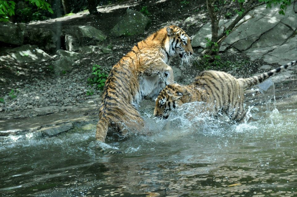 Tiger im Zoo Zürich