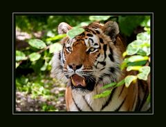 Tiger im Zoo Zürich