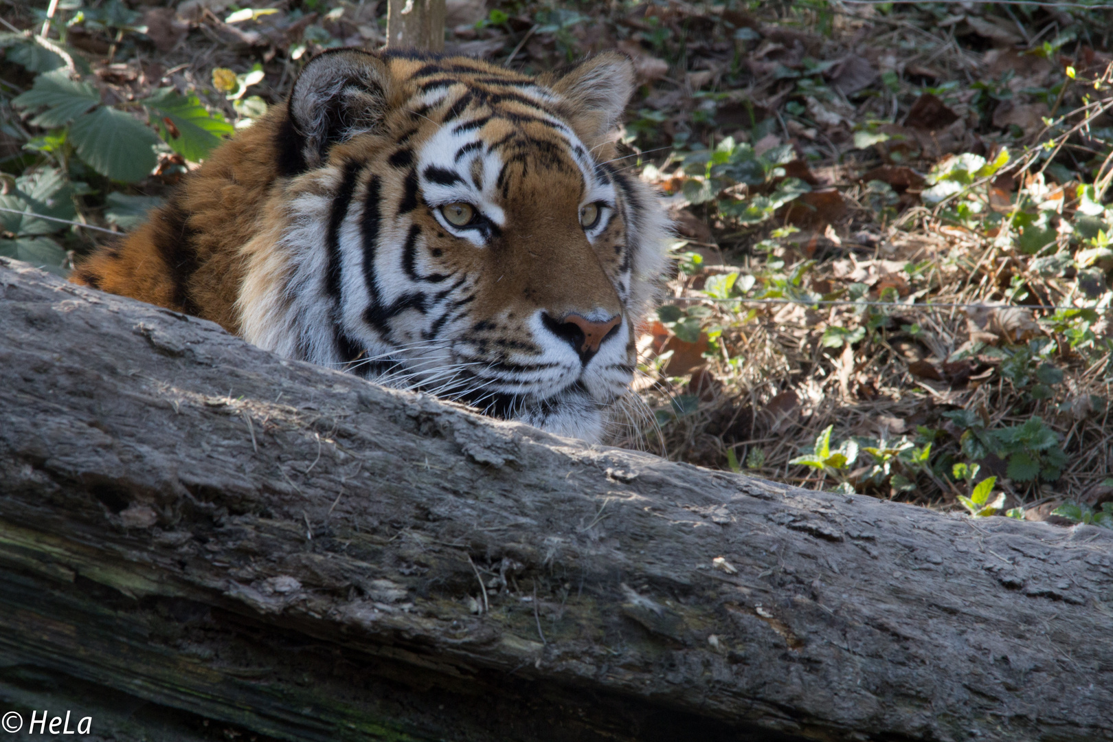 Tiger im Zoo Zürich