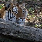 Tiger im Zoo Zürich