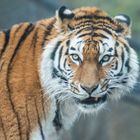 Tiger im Zoo Zürich