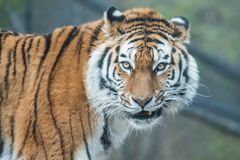 Tiger im Zoo Zürich