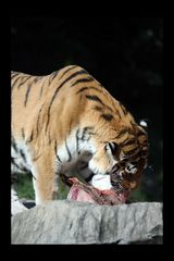 Tiger im Zoo Zürich