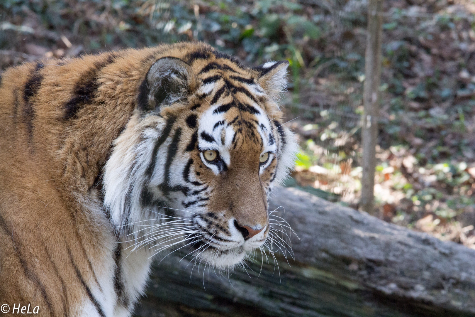 Tiger im Zoo Zürich