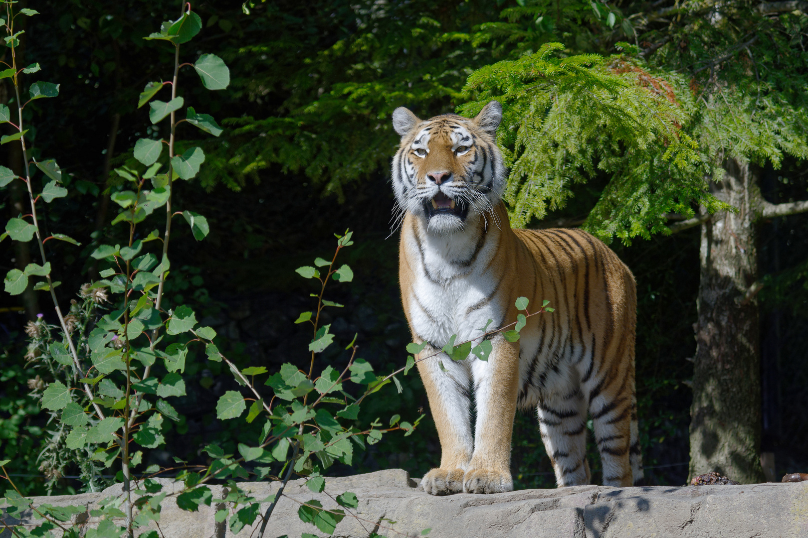 Tiger im Zoo Zürich