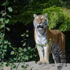 Tiger im Zoo Zürich