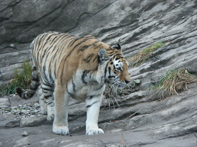 Tiger im Zoo Zürich