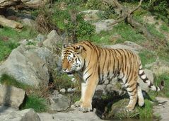 Tiger im Zürcher Zoo