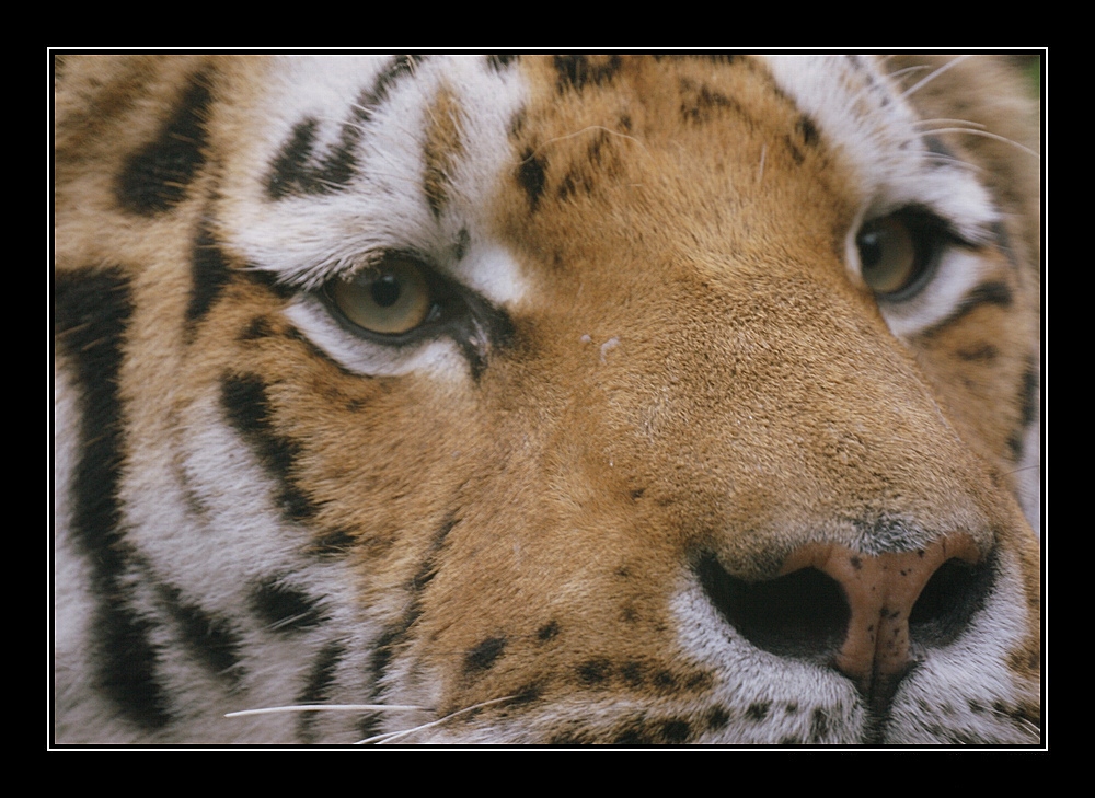 tiger im zürcher zoo