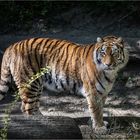 Tiger im Zürcherzoo