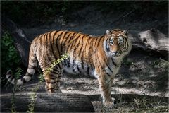 Tiger im Zürcherzoo