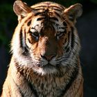 Tiger Impression