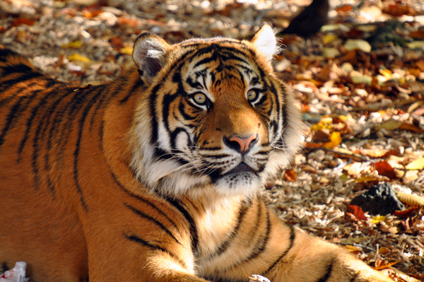 tiger in aukland's zoo