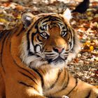 tiger in aukland's zoo