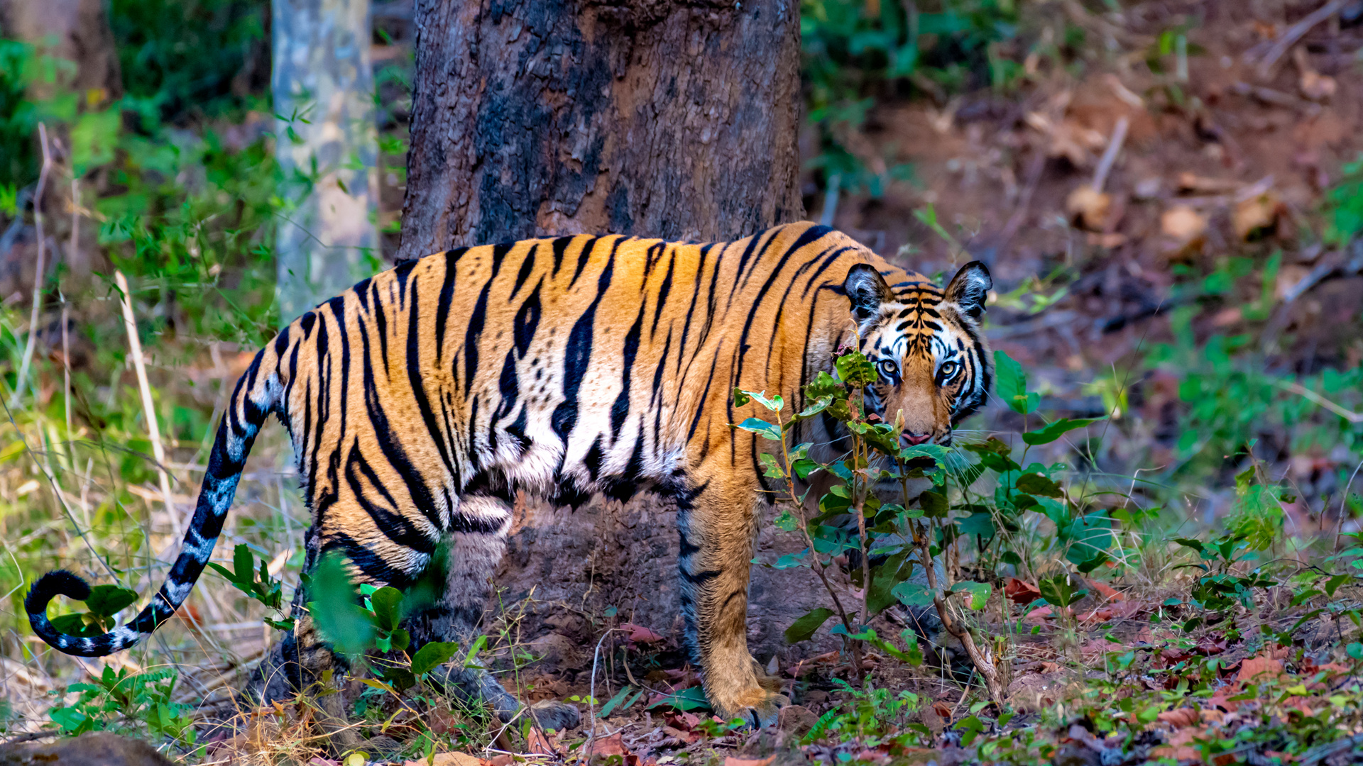 Tiger in Bandhavgarh