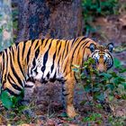 Tiger in Bandhavgarh