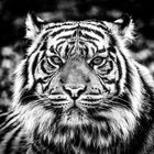 Tiger in bw
