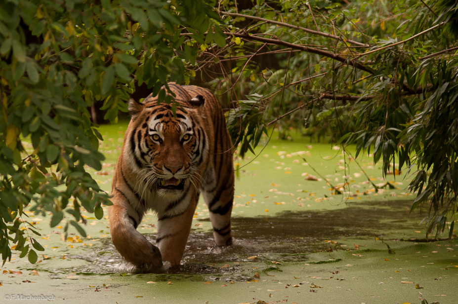 Tiger in der Grütze Teil2