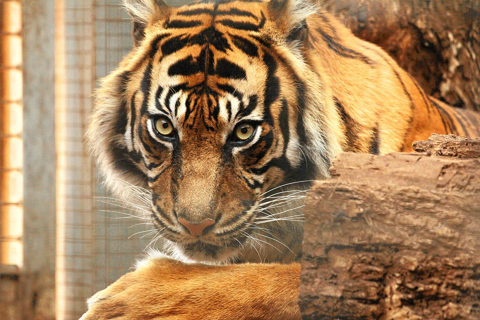 Tiger in der Wilhelma Stuttgart