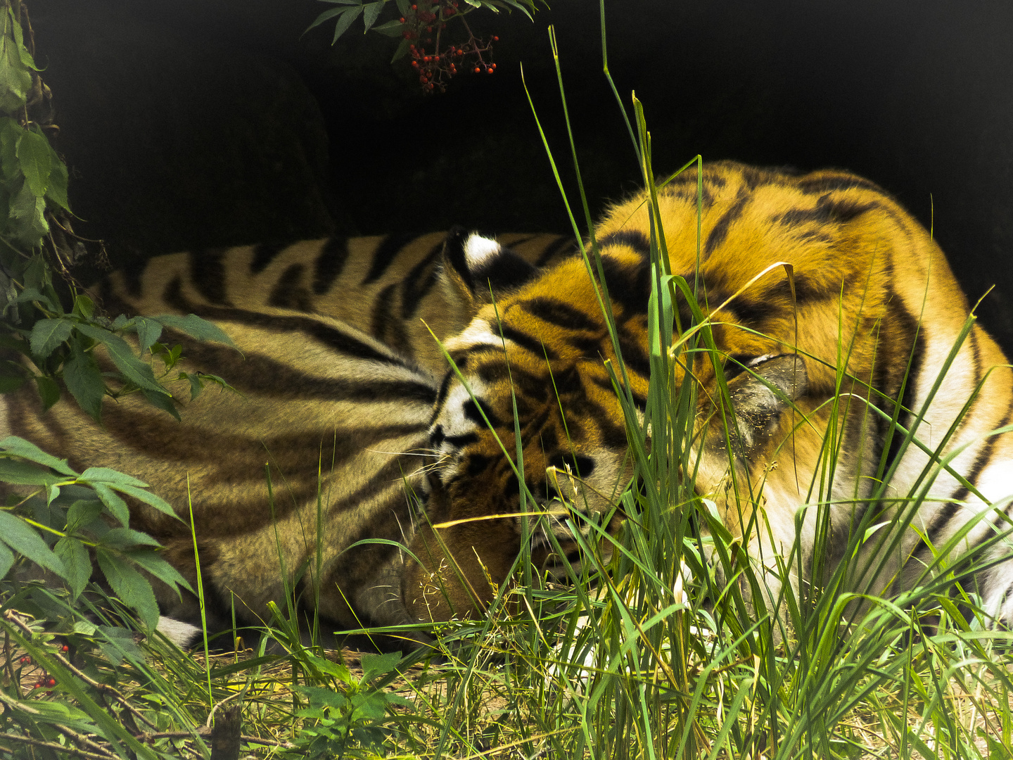 Tiger in Eberswalder Zoo